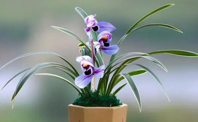 花色中最高贵的紫色兰花,叶子镶着秀气金边,美的让人移不开眼!