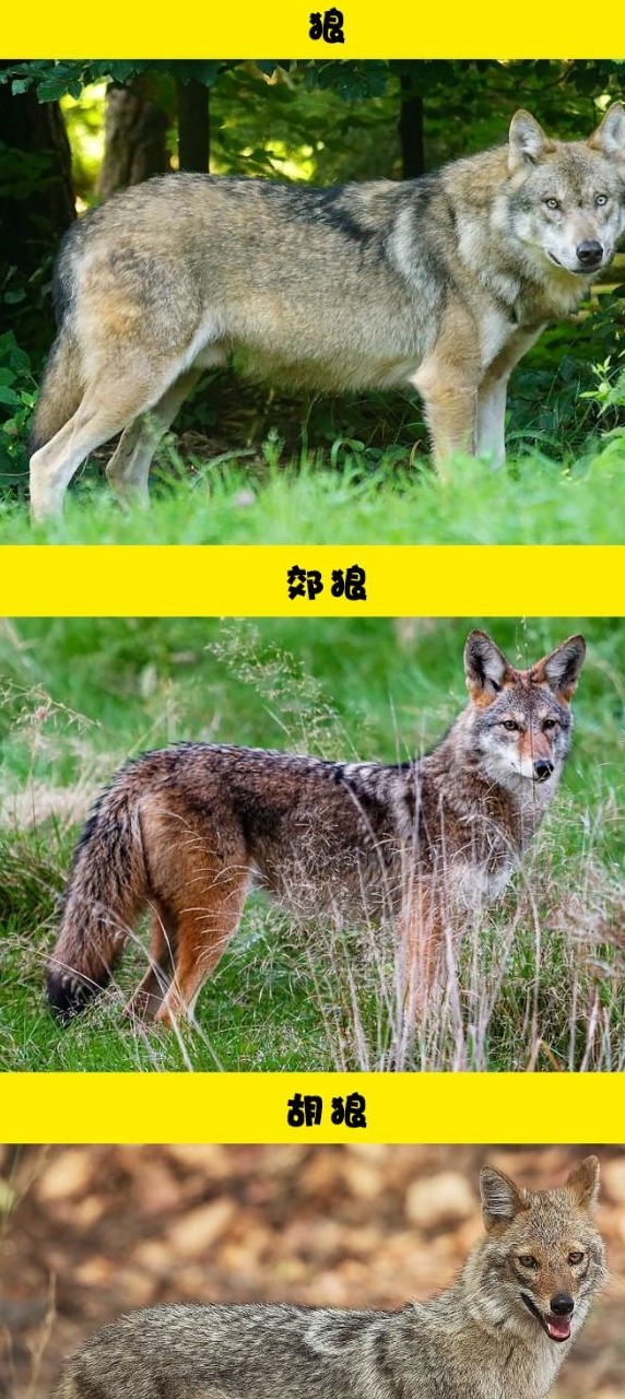 因为太过于相似,人们经常认错的8对动物|海豚|白鼬|胡狼_新浪新闻