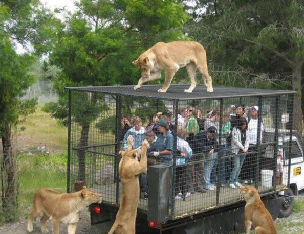 游客被关在笼子里面供狮子欣赏,胆子小的会被吓尿!