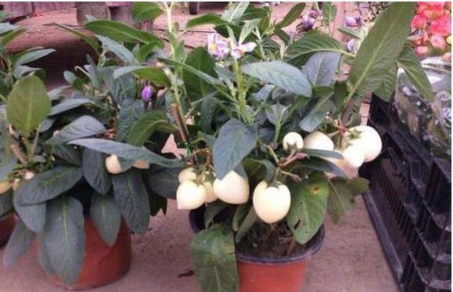 爷爷盆栽人参果1根枝条插盆里8月就结果全家人抢着吃