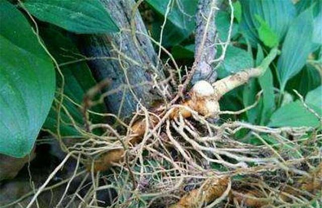 山坡一种草,称"鹿鞭草",市场10块一斤收,农民却知泡成酒无价