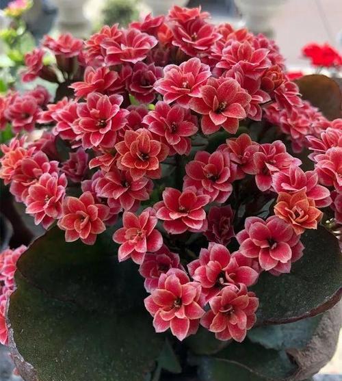 8款高颜值长寿花花朵漂亮开花多多新手也能养爆盆