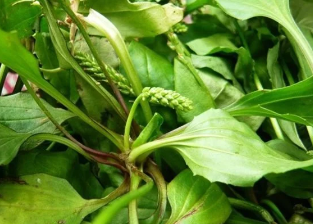 田间的一种猪耳朵草消炎杀菌功效是蒲公英的百倍