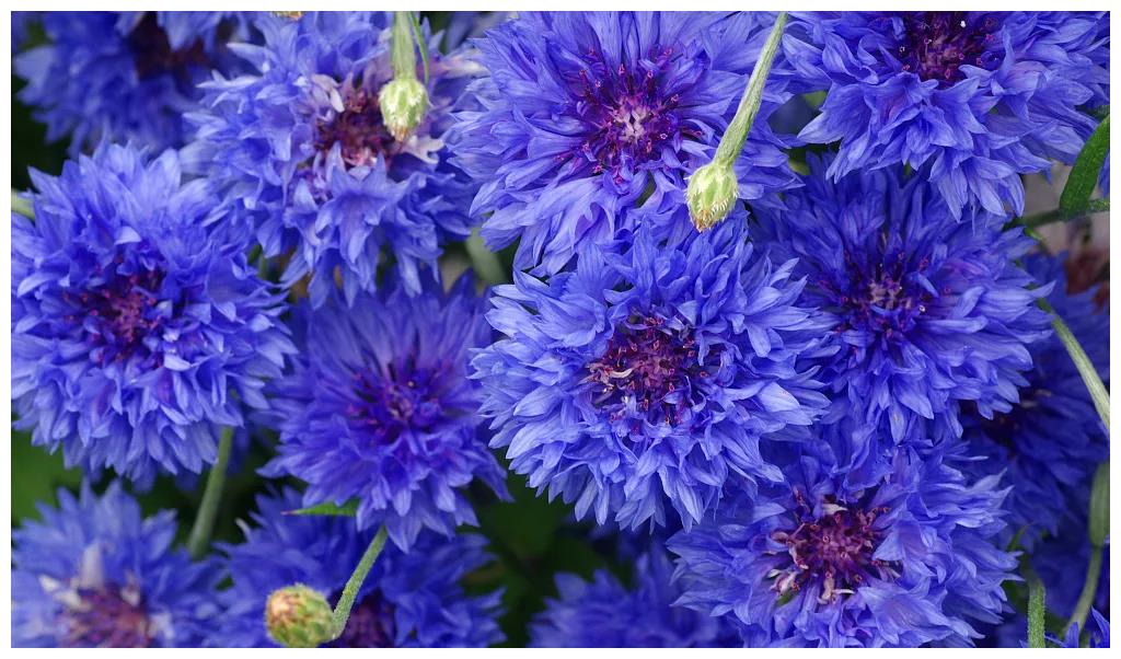 12星座的幸运花选对就没有水逆一说了