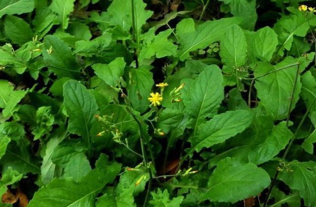 农村这种称为还阳草的植物是一种难得的野菜