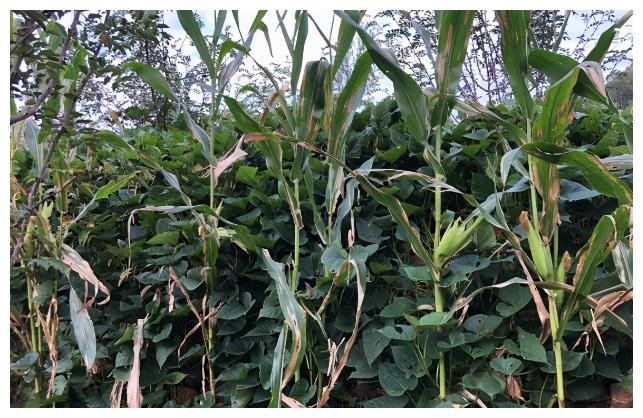 今天是小年,老话说:“雨打小年头,72天到中秋”,为啥是72天?休闲区蓝鸢梦想 - Www.slyday.coM 今天是小年,老话说:“雨打小年头,72天到中秋”,为啥是72天?休闲区蓝鸢梦想 - Www.slyday.coM