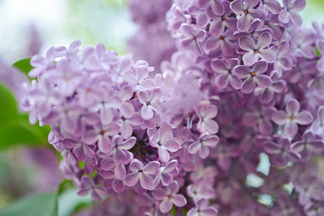 除了紫丁香 丁香的八大常见品种 你见过么