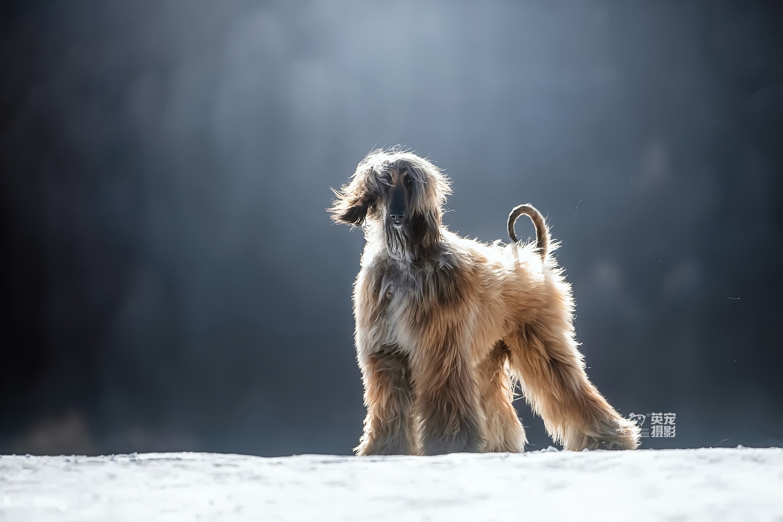 阿富汗猎犬,颜值太高,简直犬界金城武._高清图集_新浪网