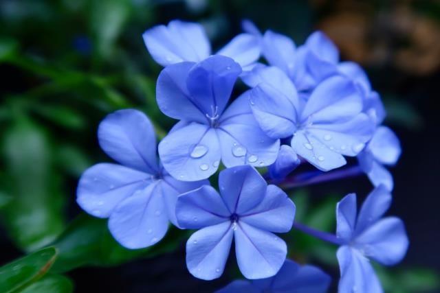 在家养盆蓝雪花蓝色花朵特好看掌握4点开花不断