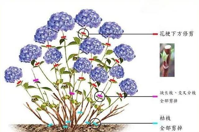 绣球花日常养护总结秋不要剪冬要休眠