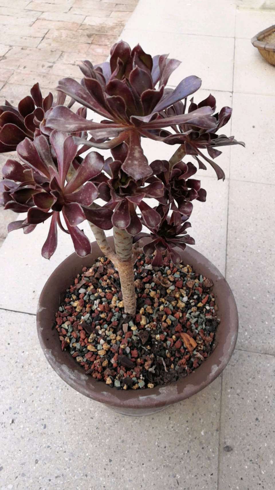 5年的多肉法师长成1棵小树桩越来越有价值