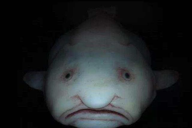 海下没人看就随便长系列——长着人脸的水滴鱼