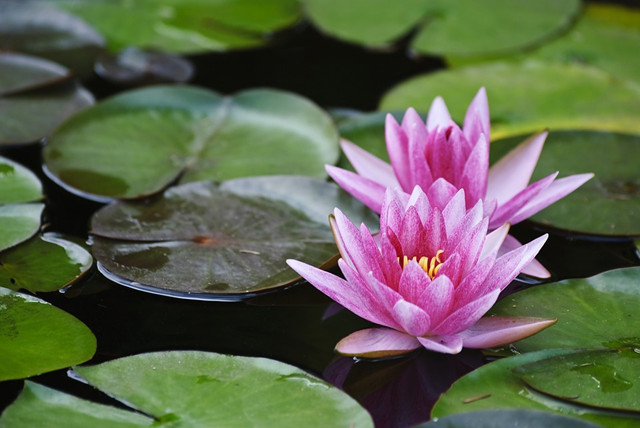 碗莲不开花的三大原因 你中了哪一个 碗莲 光照 花芽 新浪新闻 碗莲不开花的三大原因 你中了哪一个 碗莲 光照 花芽 新浪新闻