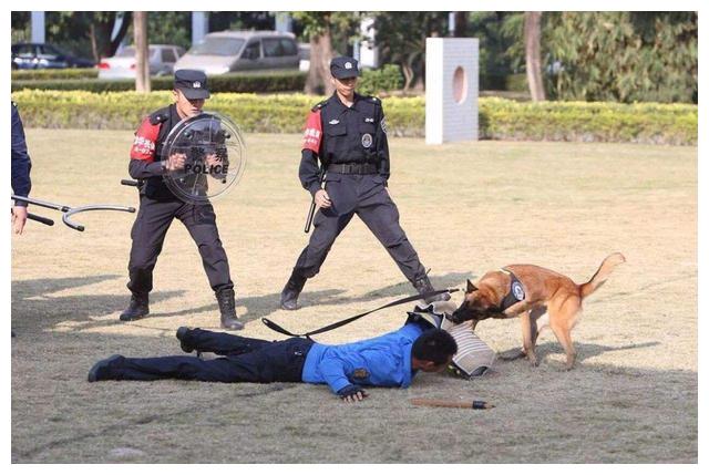 比白龙马还惨,军犬海龙拍戏绑真炸药被炸粉碎,导演:是我想要的