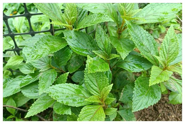 溪边常见的"溪黄草",晒干用来泡茶好处多,可惜如今不多见了__财经头条