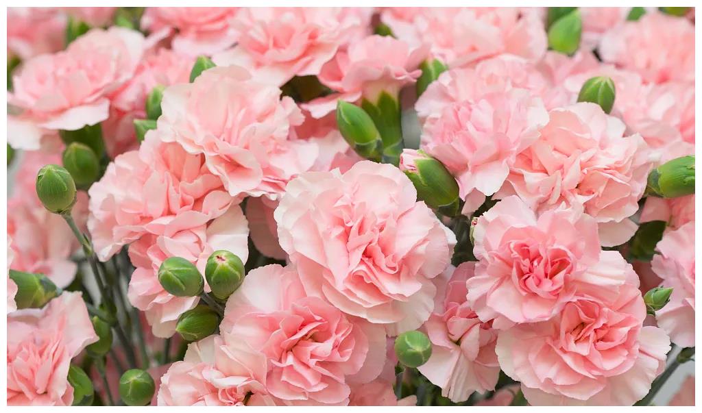 12星座的幸运花选对就没有水逆一说了