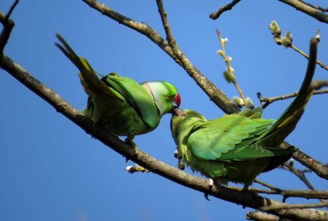 环颈鹦鹉族,长相比较奇特,最后一张嘴巴是红色,很好看哦_高清图集