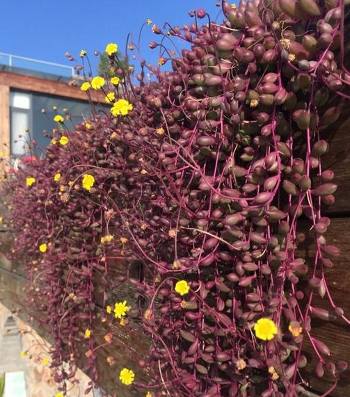 紫玄月多肉植物不单单是爆盆更容易养出垂吊的瀑布状态