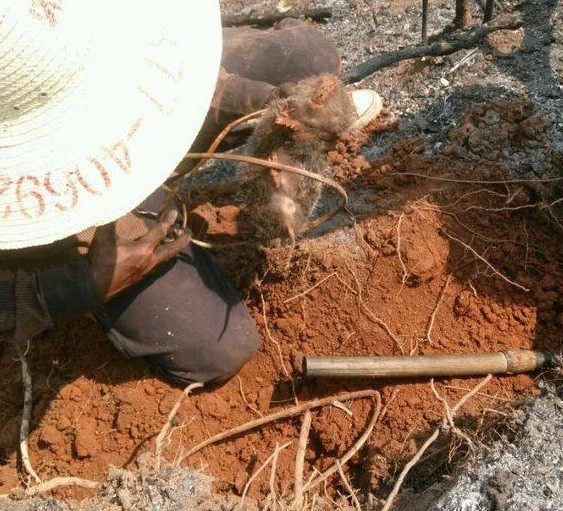 农村大爷上山挖树桩,却意外挖出个稀罕玩艺儿