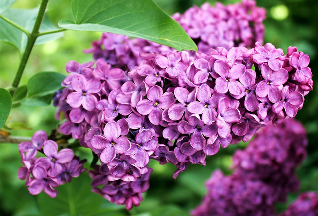 除了紫丁香 丁香的八大常见品种 你见过么 丁香 紫丁香 紫色 新浪新闻