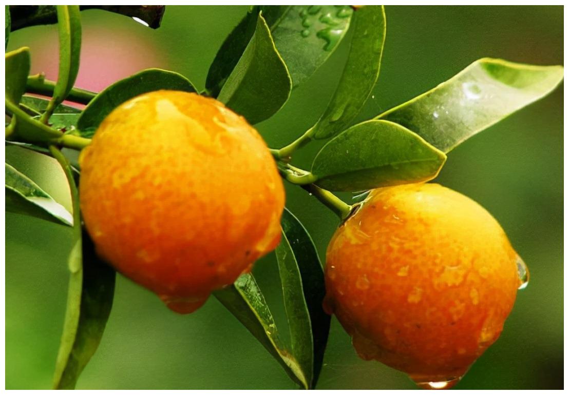 2月虎年春节开始后一直红红火火准备3种发财果寓意招财进宝