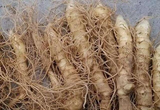 山坡一种草,称"鹿鞭草",市场10块一斤收,农民却知泡成酒无价