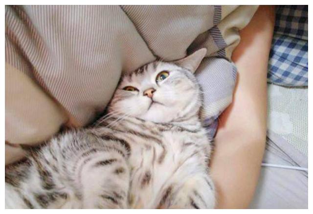 一只猫过得“幸福”,从这些方面可以看出来!休闲区蓝鸢梦想 - Www.slyday.coM 一只猫过得“幸福”,从这些方面可以看出来!休闲区蓝鸢梦想 - Www.slyday.coM