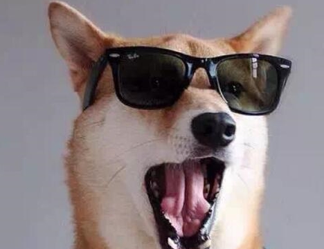 如何养好柴犬这些你要了解图五真可爱