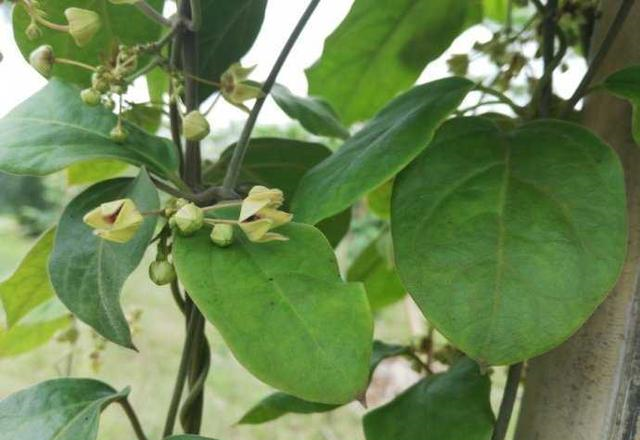 此物人称"白龙须",是治牙痛"特效药",野外遇见,请勿忽视|白龙须|细辛