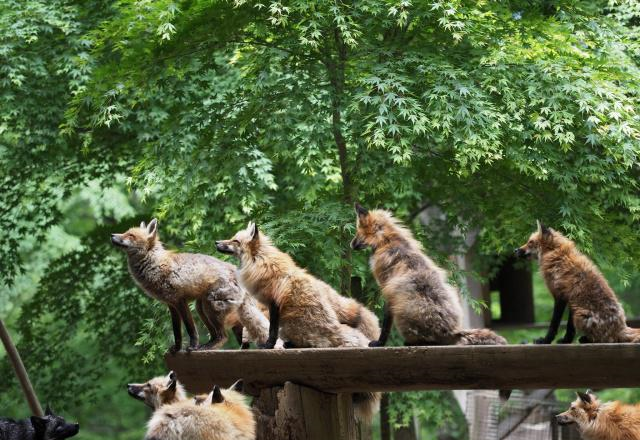 日本有个人气景点，养着许多生活自在的狐狸，靠讨好游客混日子休闲区蓝鸢梦想 - Www.slyday.coM