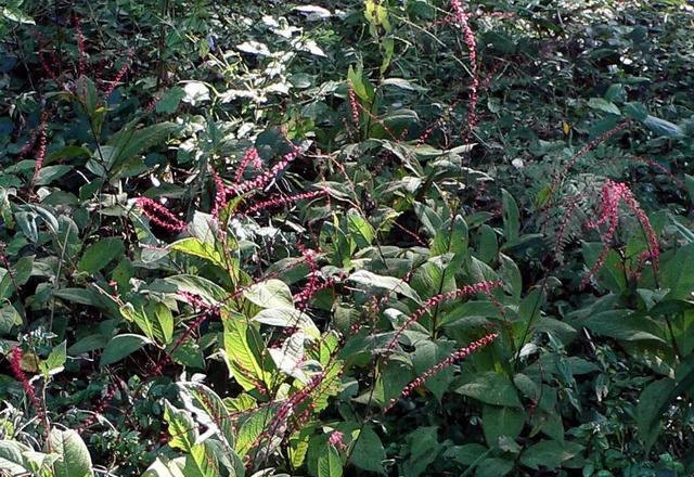 野外一种"化骨草",吃鱼卡到喉咙,吃个叶子就能好,遇到别错过__财经