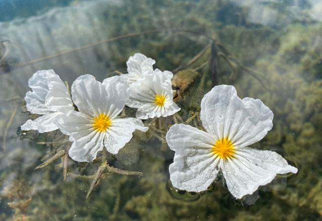 洱海又见海菜花,凌波而舞,美出画面,网友:之前去的都是假洱海|云南|海