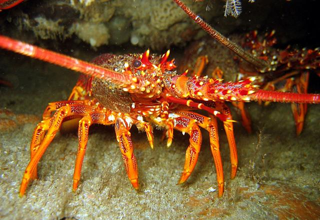 为什么在澳洲潜水捕龙虾,需要这么多规矩?