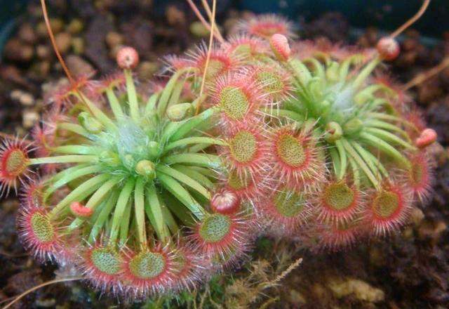 农村一植物人称落地珍珠一斤能卖1800见到千万别错过