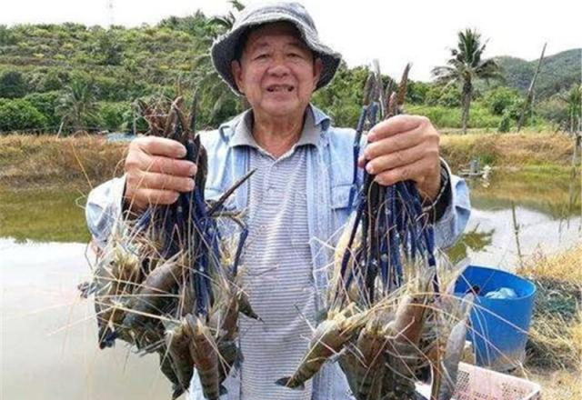 越南虾王出现中国河流，长约40cm，会泛滥成灾？吃货：快到碗里来