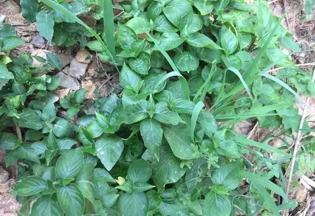 草药|尿结石|结石_新浪新闻