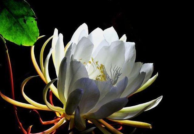 你觉得哪一朵昙花盛开的最美?测你和ta的感情是一时还是一世?