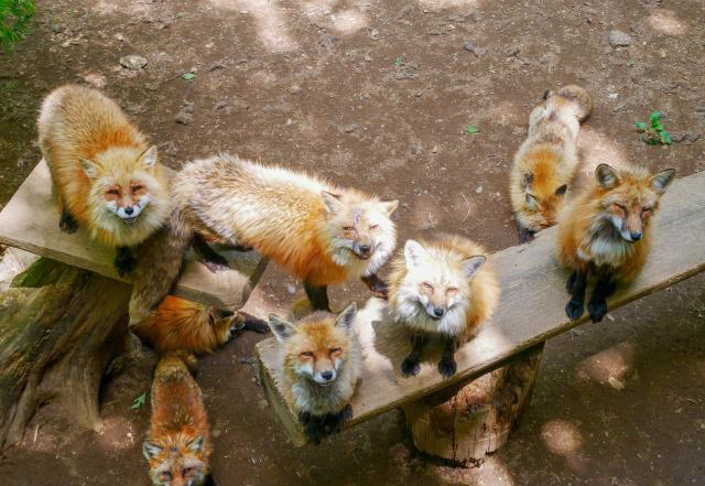 日本有个人气景点，养着许多生活自在的狐狸，靠讨好游客混日子休闲区蓝鸢梦想 - Www.slyday.coM