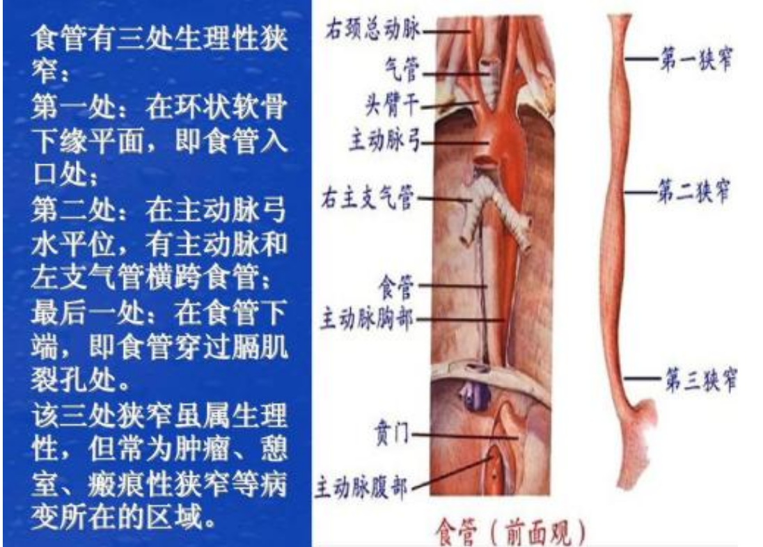 他并不是吃些药物以后,我就停留在食管距门齿28~34溃烂的位置停留