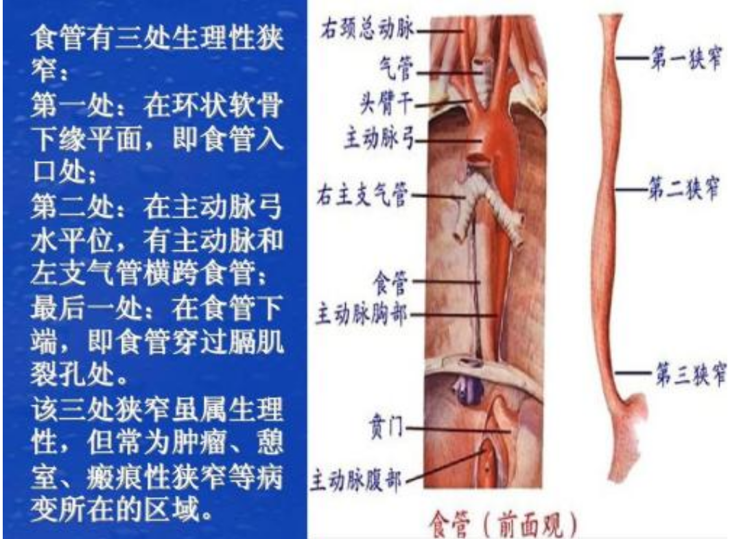 鹦鹉气管和食管位置图图片