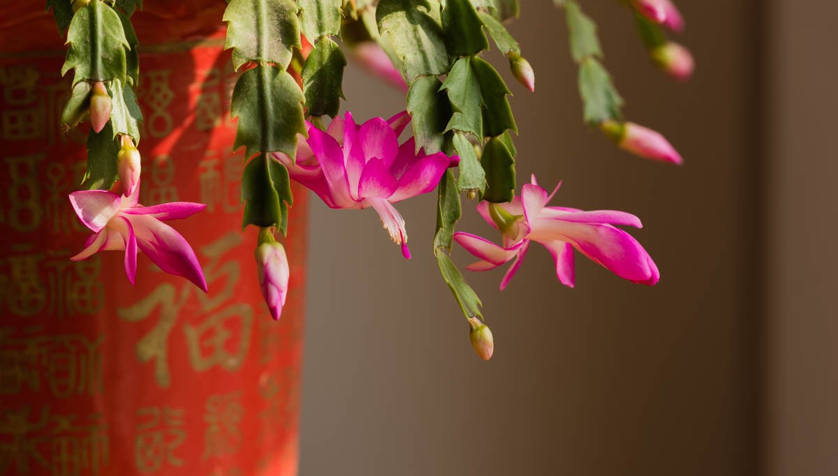 蟹爪兰的寓意和风水(家里为什么不能养蟹爪兰) - 123植物网