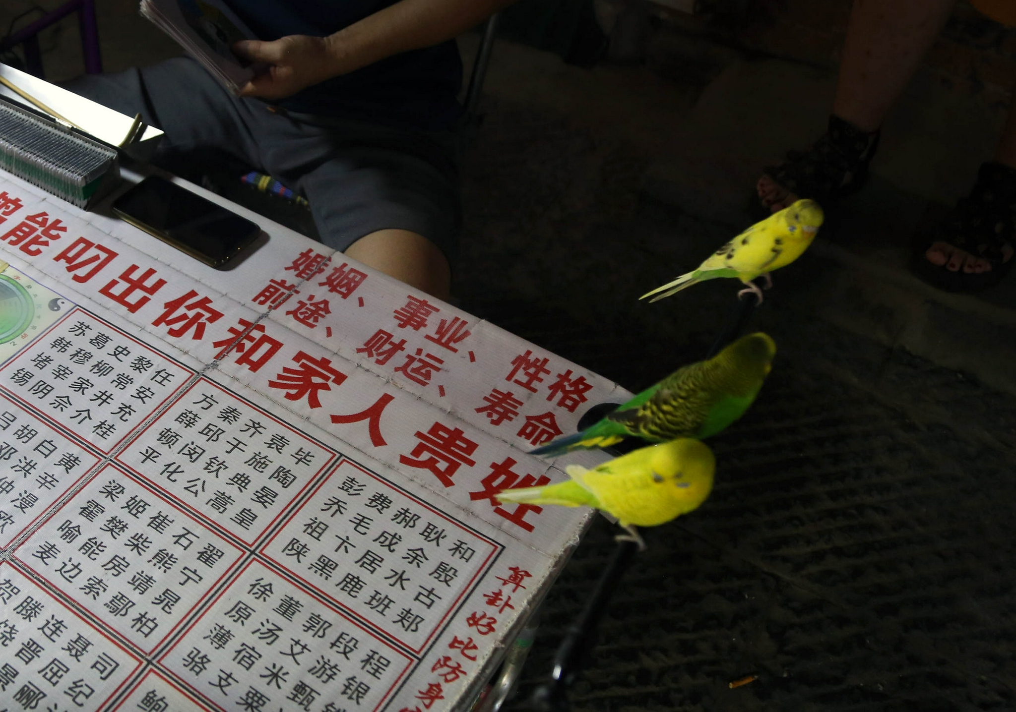 三只鹦鹉当"算命先生",不用开口就能猜出你的姓氏,真相被揭开