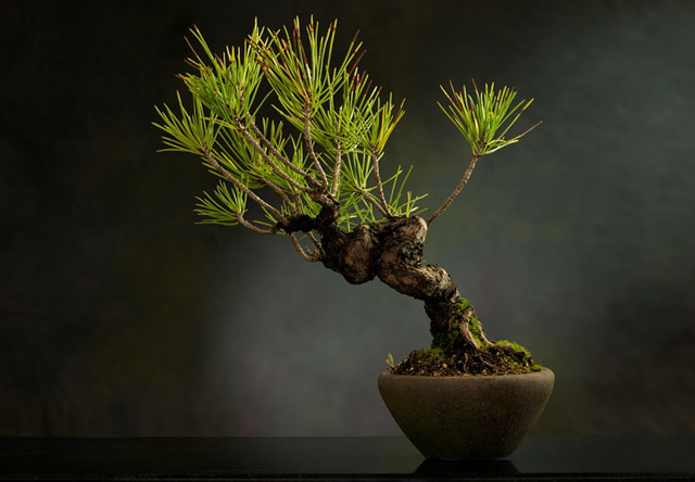 微型盆景制作步骤,养护方法来了!