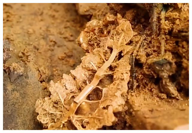 贵州瓮安发现神秘古墓，棺椁表面流出红色液体，墓里却另有乾坤休闲区蓝鸢梦想 - Www.slyday.coM