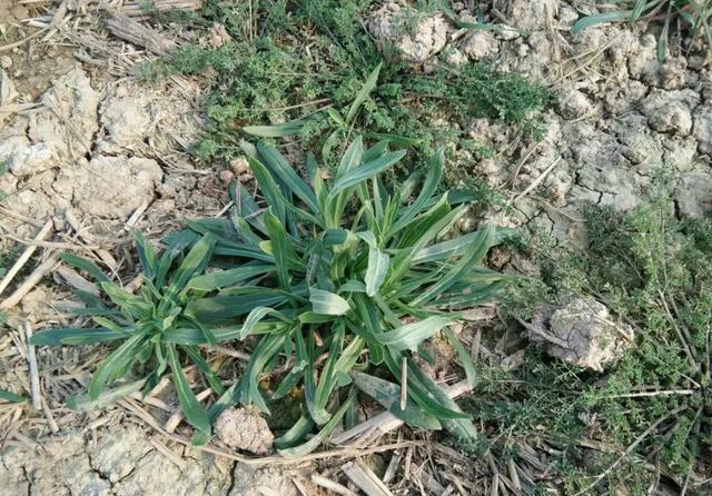 农村的一种野草,是极品中草药,更是一种美食,在清明时节最常见