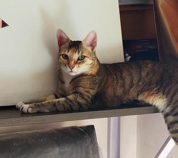 猫咪好心和仓鼠分享食物 下一秒却傻眼了 猫 给我留点