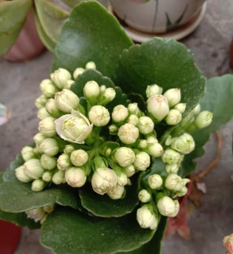 这种长寿花花瓣是白色名叫绿巴黎有种仙气飘飘的感觉