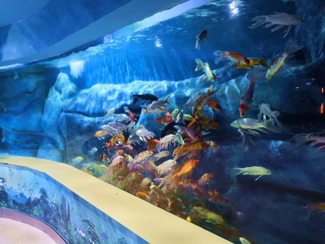 佛山海立方海洋公园场馆概况:纵览场馆,场面宏大,占地面积较大,仅建筑