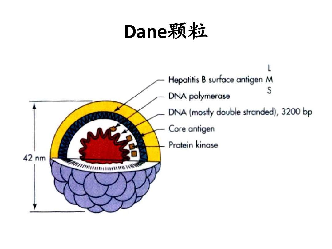 乙肝dane颗粒简介得名由来了解粒子结构组成