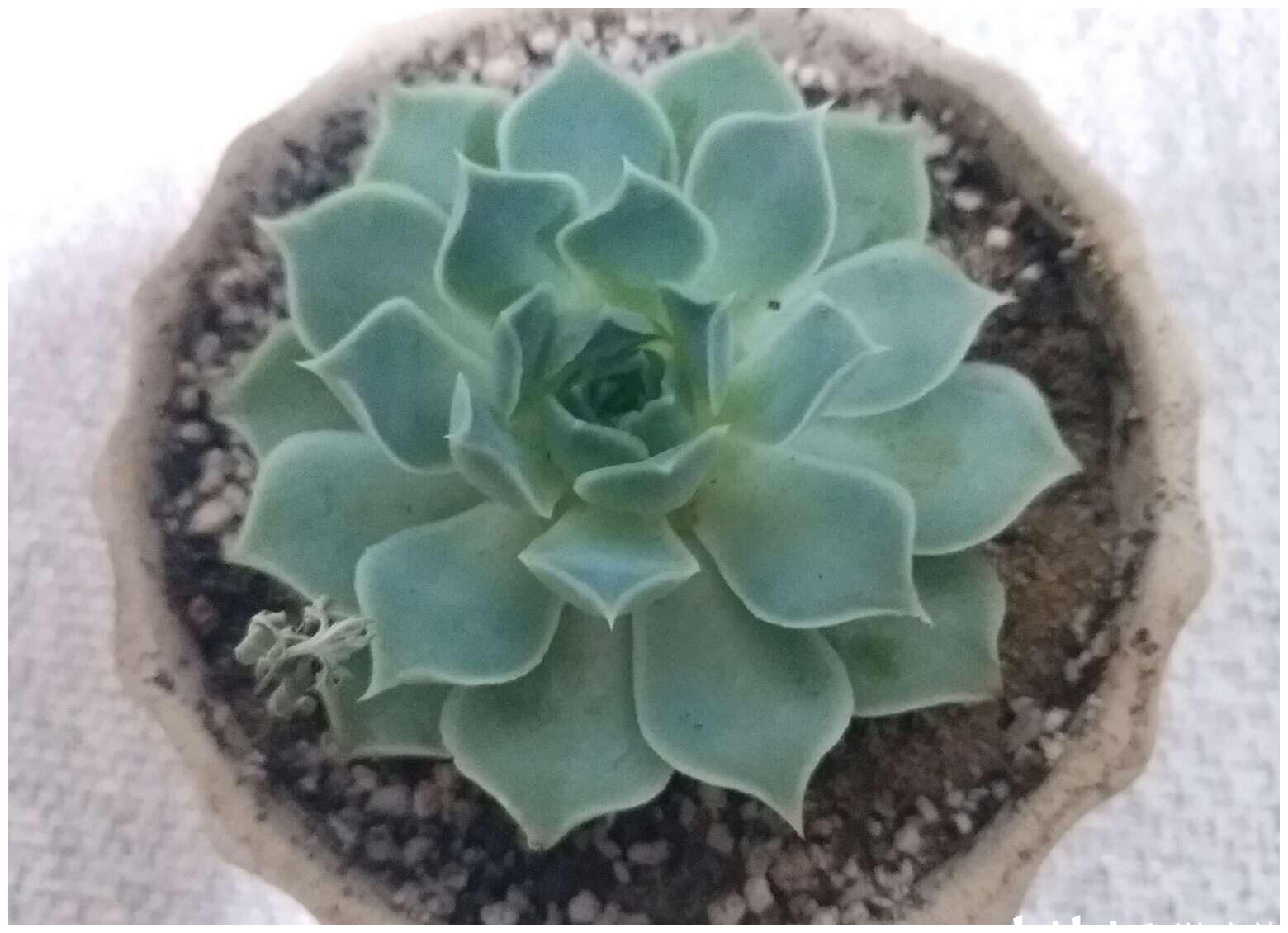 第15种多肉植物记录 财路 拟石莲花属 新浪新闻